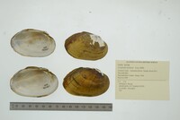 Lampsilis hydiana image