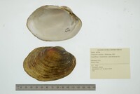 Lampsilis cardium image