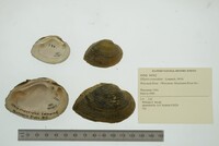 Elliptio crassidens image