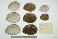 Fusconaia flava image