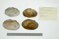 Lampsilis siliquoidea image