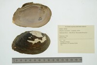 Elliptio crassidens image