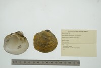 Cyclonaias pustulosa image