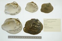 Theliderma metanevra image