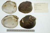 Fusconaia ebena image