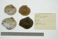 Obliquaria reflexa image