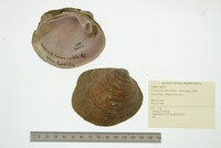 Cyclonaias tuberculata image