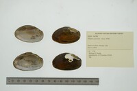 Elliptio jayensis image