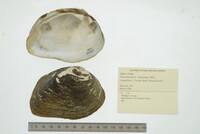 Fusconaia flava image