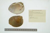 Pleurobema sintoxia image
