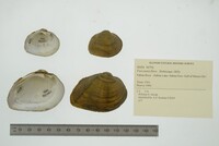 Fusconaia flava image