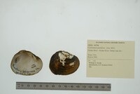 Cyclonaias pustulosa image