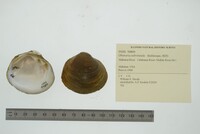 Obovaria subrotunda image