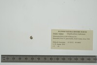 Glyphyalinia indentata image