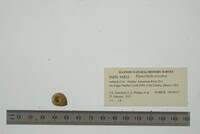 Planorbella trivolvis image