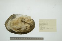 Amblema plicata image