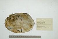 Amblema plicata image