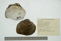 Fusconaia flava image