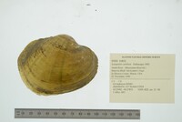 Lampsilis cardium image