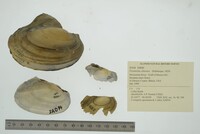 Potamilus ohiensis image