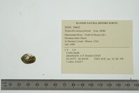 Truncilla donaciformis image