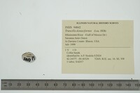 Truncilla donaciformis image