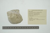 Cyclonaias tuberculata image