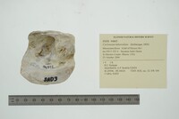 Cyclonaias tuberculata image