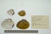 Ellipsaria lineolata image