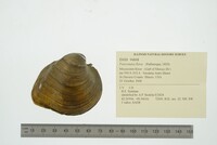 Fusconaia flava image