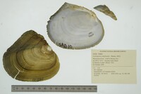 Lasmigona complanata image