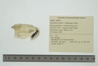 Leptodea fragilis image