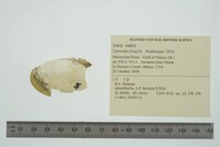 Leptodea fragilis image