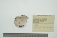 Obovaria olivaria image