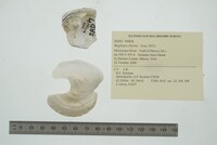 Fusconaia ebena image