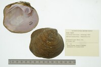 Cyclonaias tuberculata image