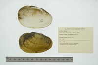 Lampsilis siliquoidea image