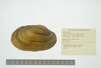 Lampsilis siliquoidea image