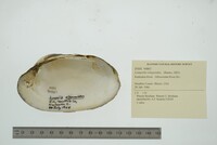 Lampsilis siliquoidea image