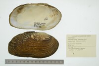 Lasmigona costata image