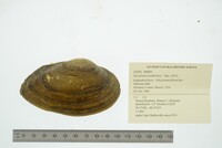 Strophitus undulatus image