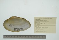 Strophitus undulatus image