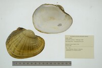 Lampsilis cardium image