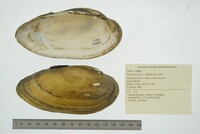 Lampsilis teres image