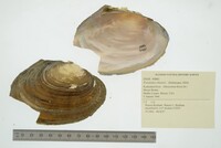 Potamilus ohiensis image