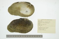 Tritogonia verrucosa image