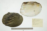 Megalonaias nervosa image