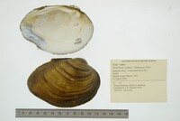 Plethobasus cyphyus image