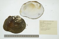 Quadrula quadrula image