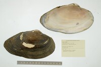 Pyganodon grandis image